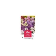 Giroflée quarantaine en mélange (sachet)