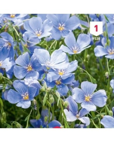 Lin vivace bleu (linum)