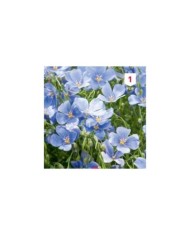 Lin vivace bleu (linum)