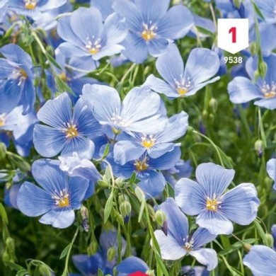 Lin vivace bleu (linum)