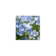 Lin vivace bleu (linum)