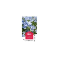 Lin vivace bleu (linum) (sachet)