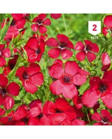 Lin à grande fleur rouge (linum)