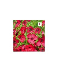 Lin à grande fleur rouge (linum)