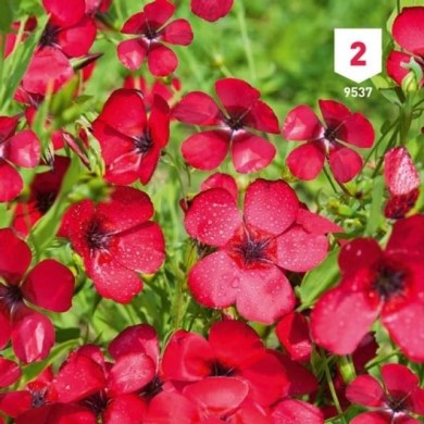Lin à grande fleur rouge (linum)