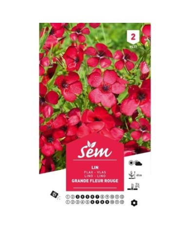 Lin à grande fleur rouge (linum) (sachet)