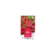 Lin à grande fleur rouge (linum) (sachet)