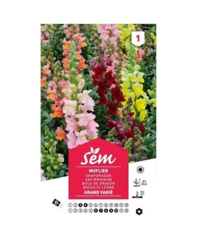 Muflier grand varié (sachet)