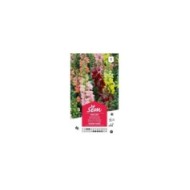 Muflier grand varié (sachet)
