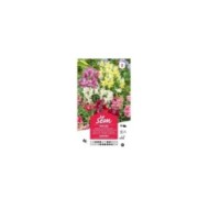 Muflier nain varié (sachet)
