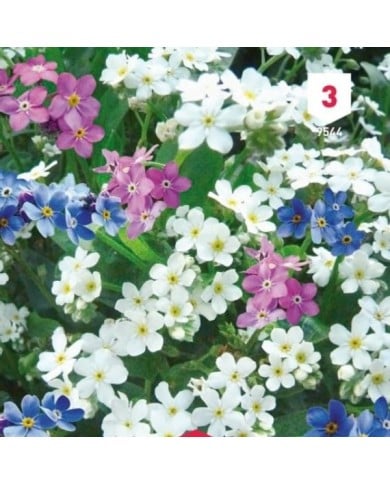 Myosotis des Alpes varié