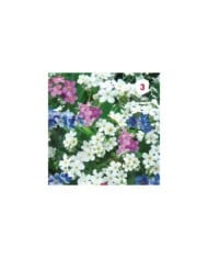 Myosotis des Alpes varié