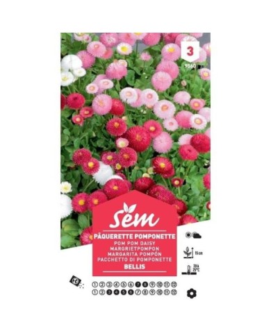 Pâquerette Pomponette (sachet)
