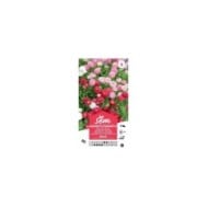 Pâquerette Pomponette (sachet)