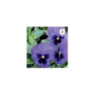 Pensée géante de Suisse bleue foncé
