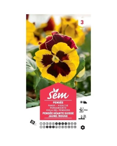 Pensée géante de Suisse jaune et rouge (sachet)