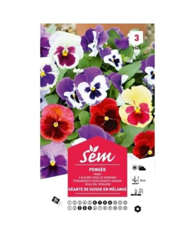 Pensée géante de Suisse en mélange (sachet)
