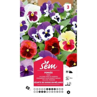 Pensée géante de Suisse en mélange (sachet)