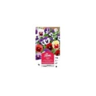 Pensée géante de Suisse en mélange (sachet)