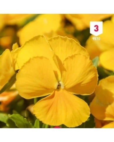 Pensée à grande fleur jaune pur