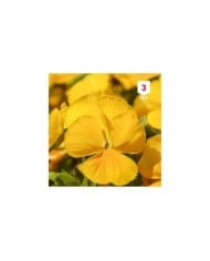 Pensée à grande fleur jaune pur
