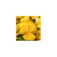 Pensée à grande fleur jaune pur