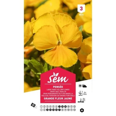 Pensée à grande fleur jaune pur (sachet)