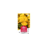 Pensée à grande fleur jaune pur (sachet)