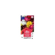 Primevère (sachet)