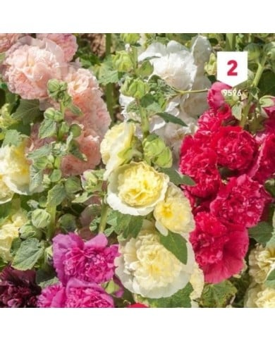 Rose trémière double variée  .