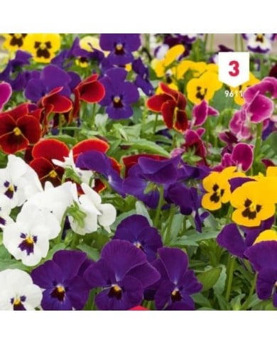 Viola cornuta