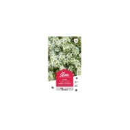 Alysse Corbeille d'Argent (sachet)