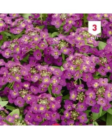 Alysse violet pourpre