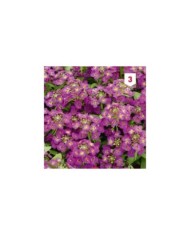 Alysse violet pourpre