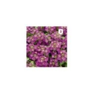 Alysse violet pourpre