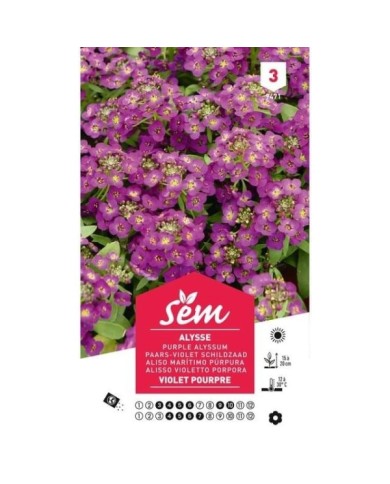 Alysse violet pourpre (sachet)