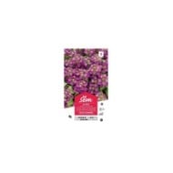 Alysse violet pourpre (sachet)