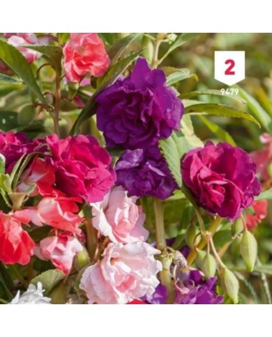 Balsamine double beau mélange