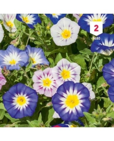 Belle de jour variées