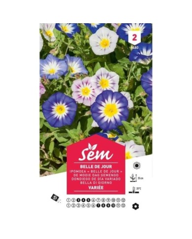 Belle de jour variées (sachet)