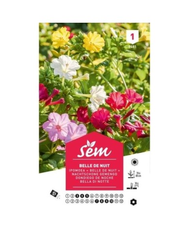 Belle de nuit (sachet)