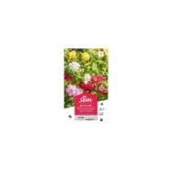 Belle de nuit (sachet)