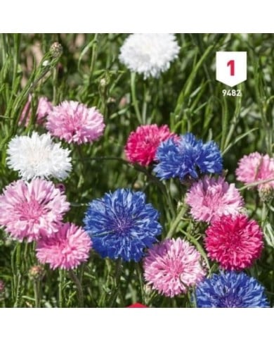 Bleuet (Centaurée Barbeau)