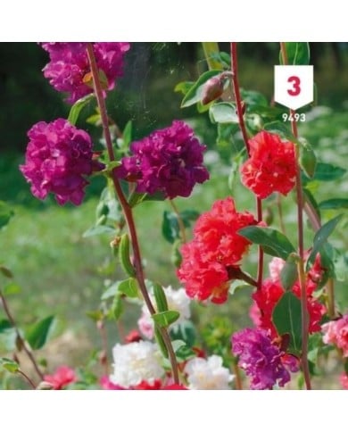 Clarkia élégant double varié