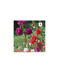 Clarkia élégant double varié