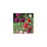 Clarkia élégant double varié