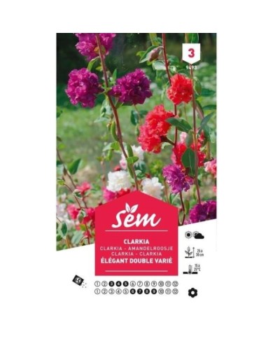 Clarkia élégant double varié (sachet)