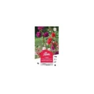 Clarkia élégant double varié (sachet)