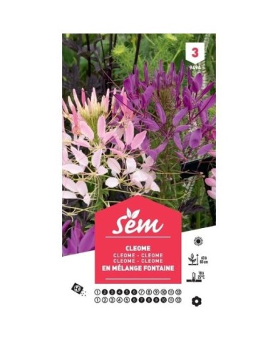 Cléome en mélange Fontaine (sachet)