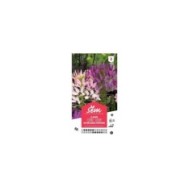 Cléome en mélange Fontaine (sachet)